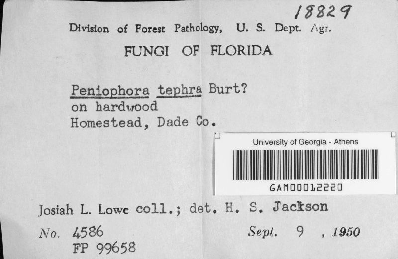 Peniophora tephra image