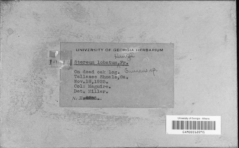 Stereum lobatum image