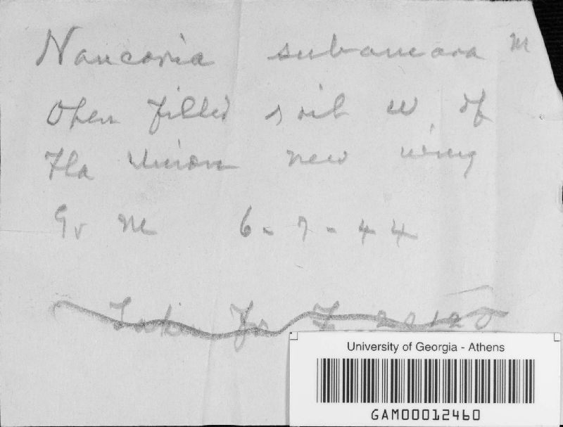 Naucoria subamara image