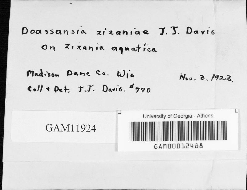 Doassansia zizaniae image