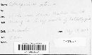 Coleosporium asterum image