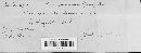 Coleosporium tussilaginis image