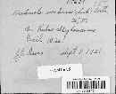 Kuehneola uredinis image