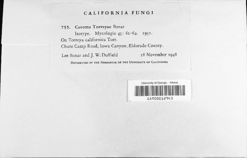 Caeoma torreyae image
