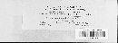 Puccinia hieracii image