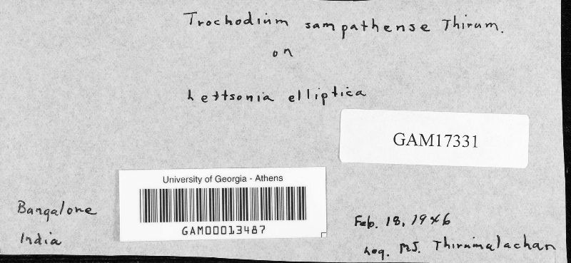 Trochodium sampathense image