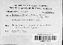 Uromyces viciae-fabae var. viciae-fabae image