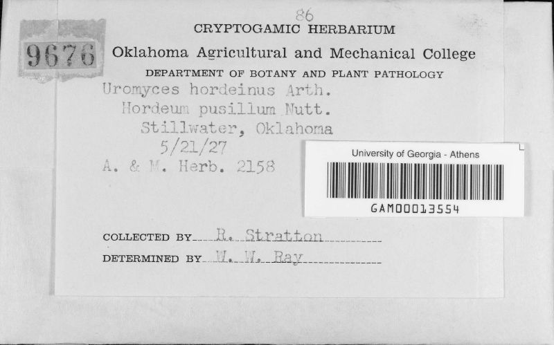 Uromyces hordeinus image