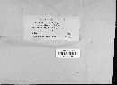 Uromyces jacksonii image