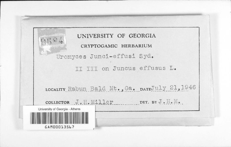 Uromyces junci-effusi image