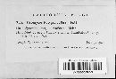 Uromyces polygoni-avicularis image
