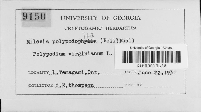 Milesia polypodophila image