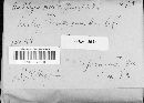Ustilago nuda image