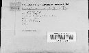 Dacryopinax spathularia image