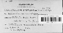 Pucciniastrum epilobii image