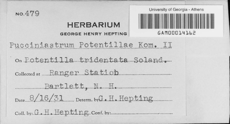 Pucciniastrum potentillae image