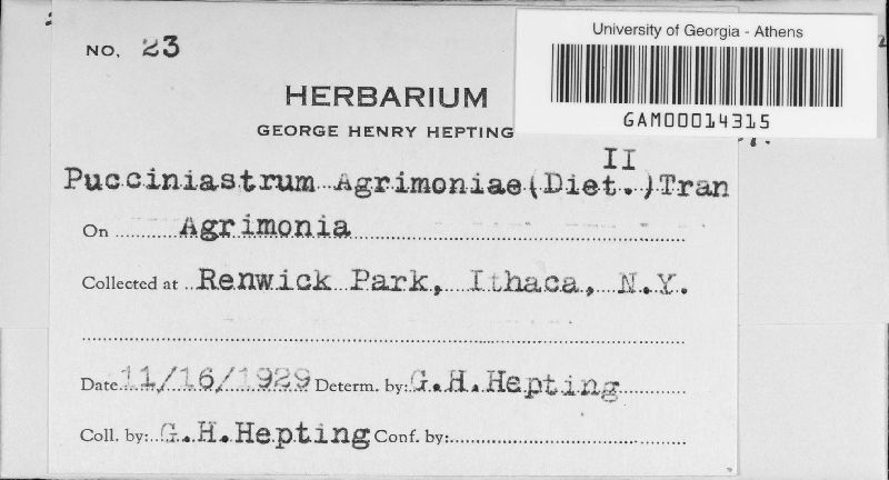 Pucciniastrum agrimoniae image