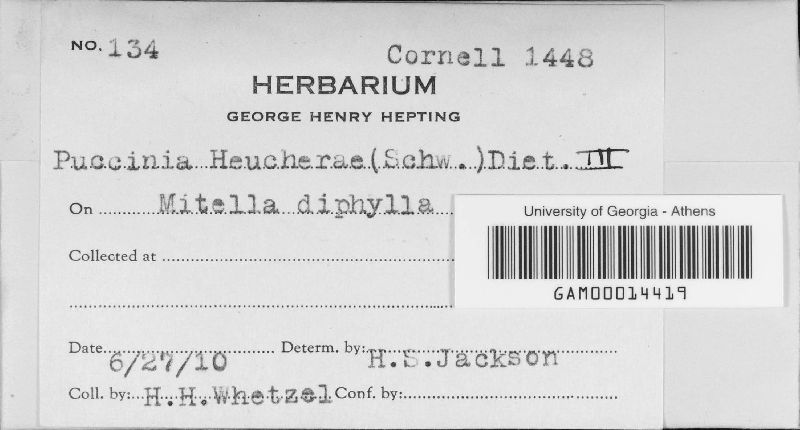 Puccinia heucherae image