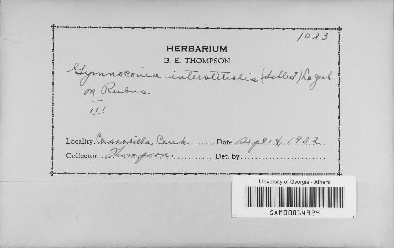 Gymnoconia interstitialis image