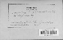 Ustilago filiformis image