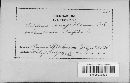 Entyloma compositarum image
