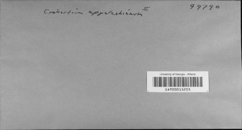 Cronartium appalachianum image