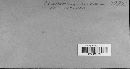 Cronartium quercuum image