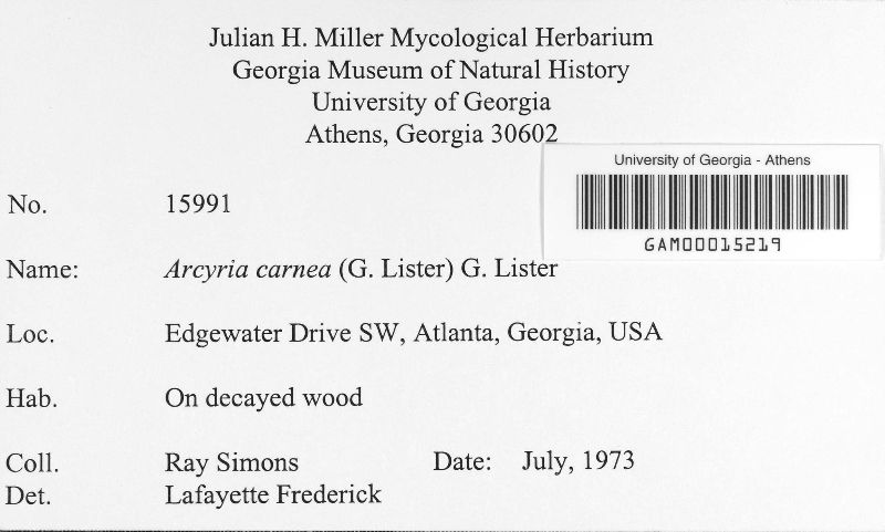 Arcyria carnea image