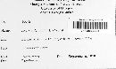 Arcyria denudata image