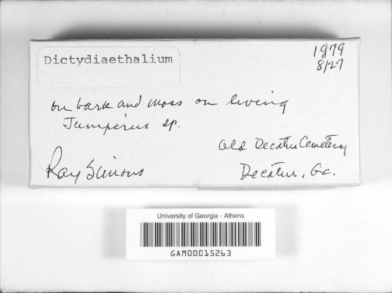 Dictydiaethalium image