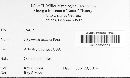 Physarum nutans image