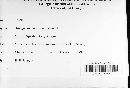 Albugo candida image