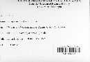 Albugo candida image