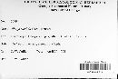 Albugo candida image