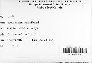 Albugo candida image
