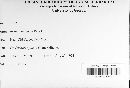 Bremia lactucae image