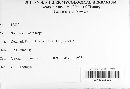 Bremia lactucae image