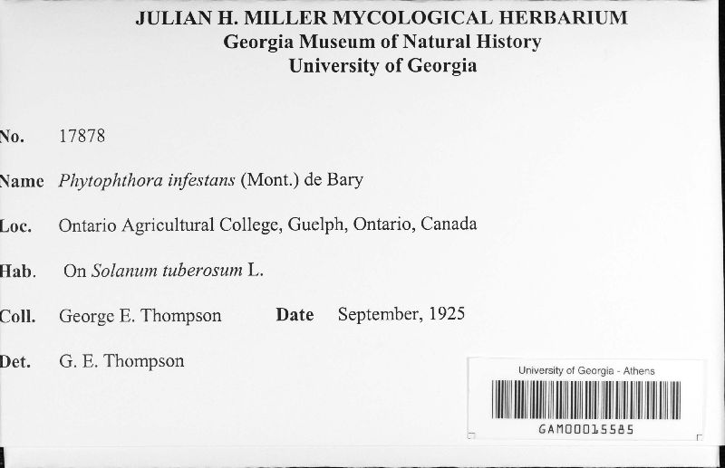 Phytophthora image