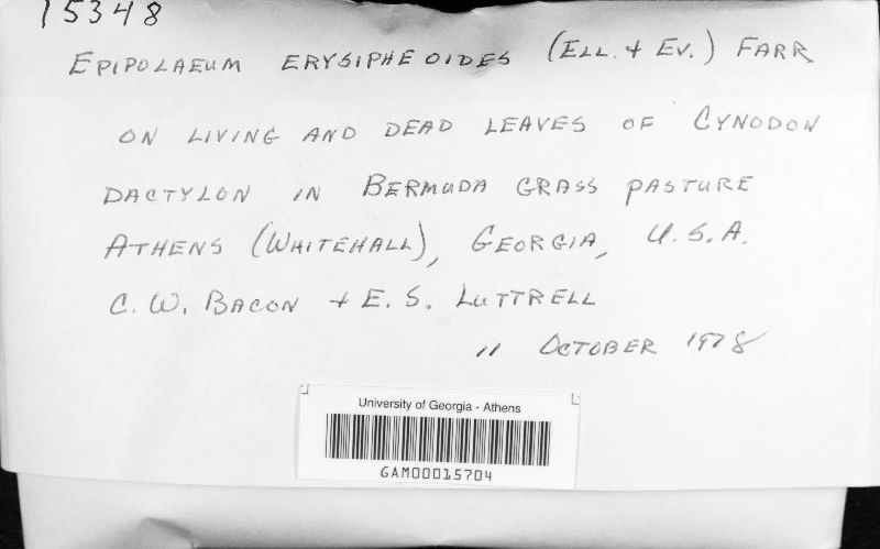 Epipolaeum erysiphoides image