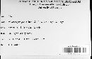 Phaeostigme picea image