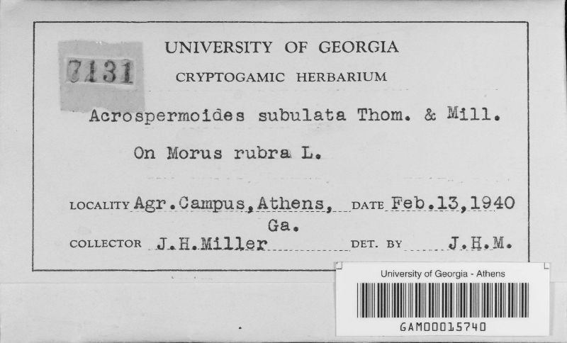 Acrospermoides subulata image