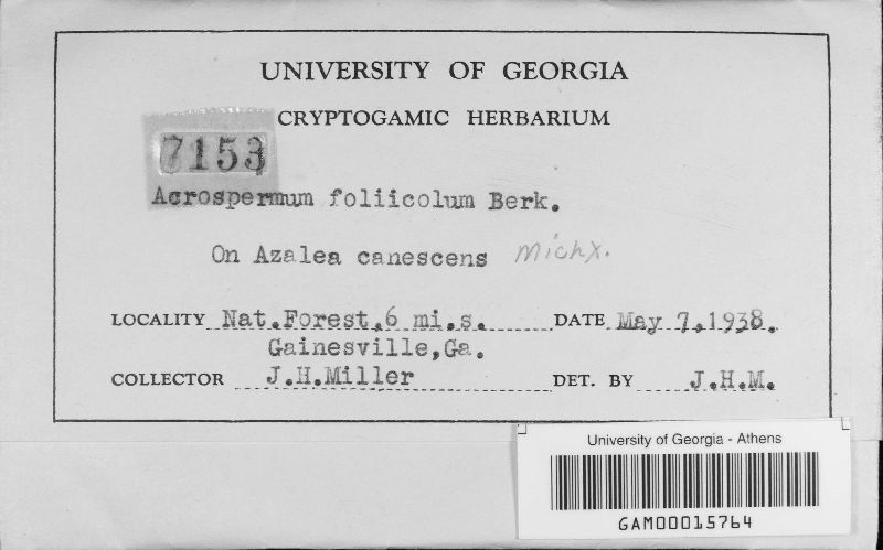 Acrospermum image