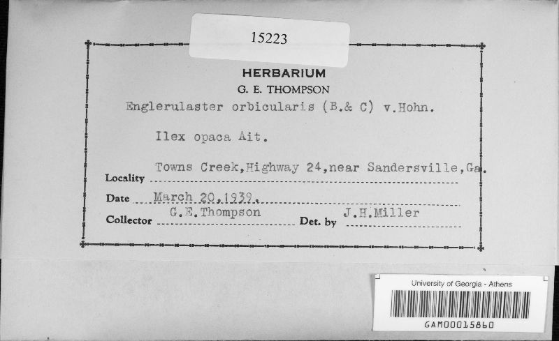 Cryptomeliola orbicularis image