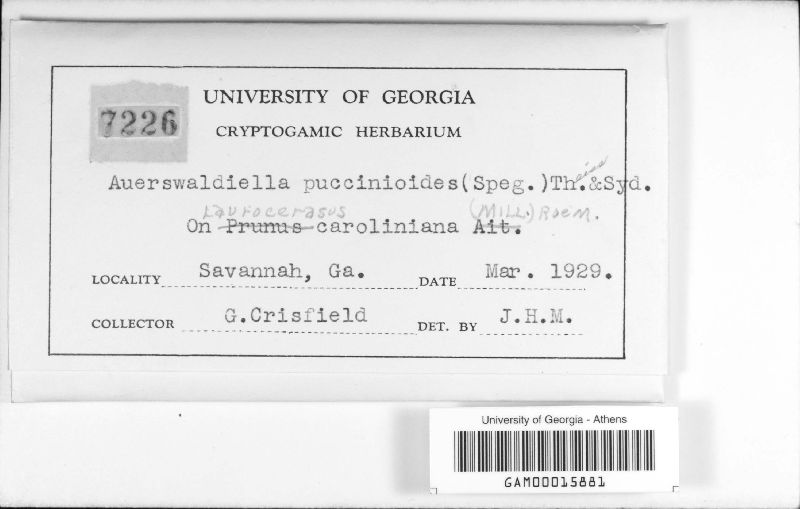 Auerswaldiella puccinioides image