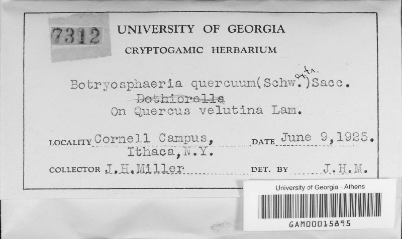 Botryosphaeria quercuum image
