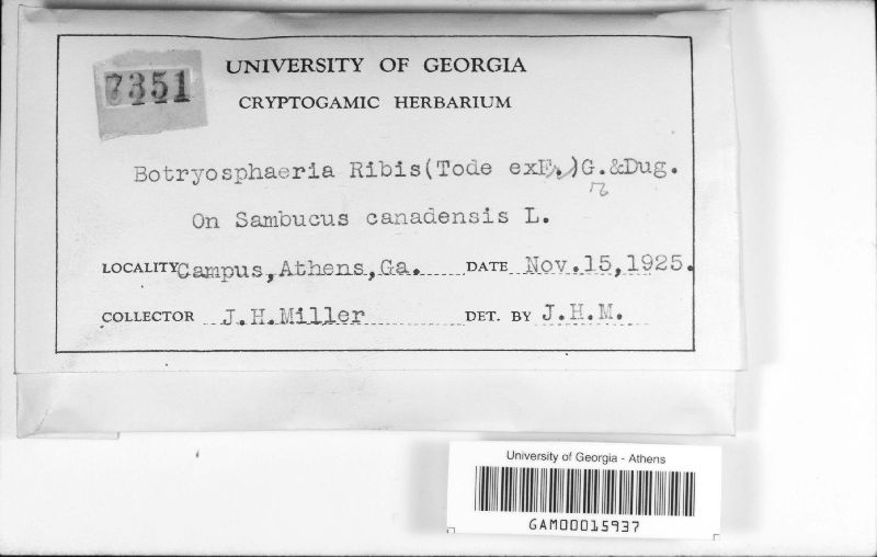 Botryosphaeria ribis image