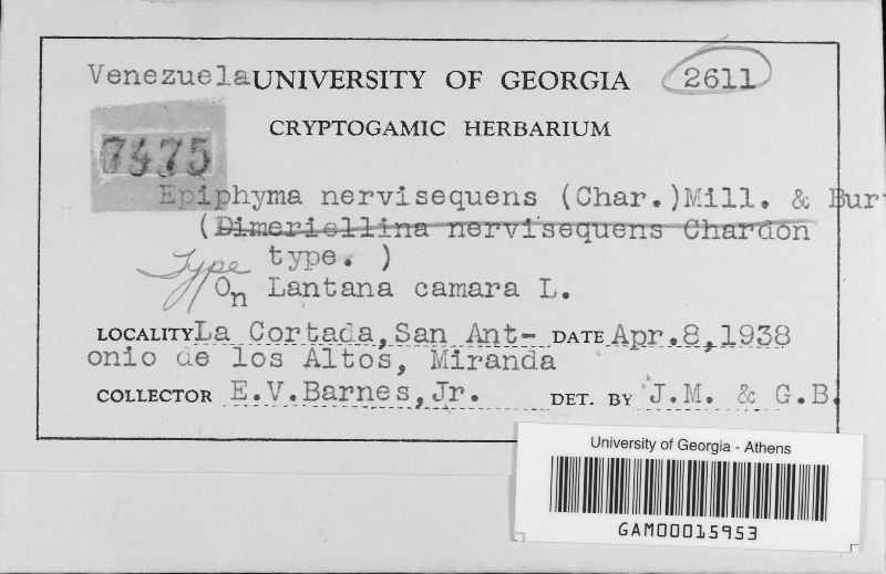 Epiphyma nervisequens image