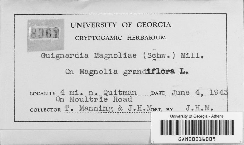Guignardia magnoliae image