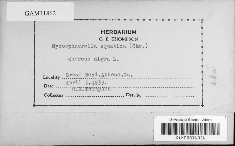 Mycosphaerella aquatica image