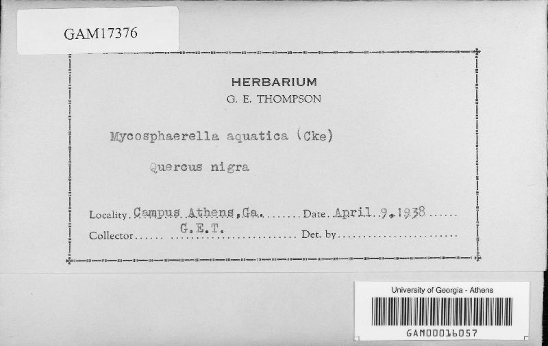 Mycosphaerella aquatica image